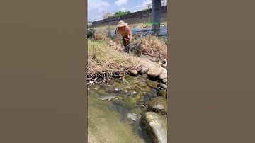 Cá Lớn - bắt Cá Khủng mắc kẹt ở vũng nước 😱 #khacthuyvlogg