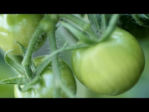 Video: Staromódní zahradní styly: Jak zasadit zahradu s časovou kapslí