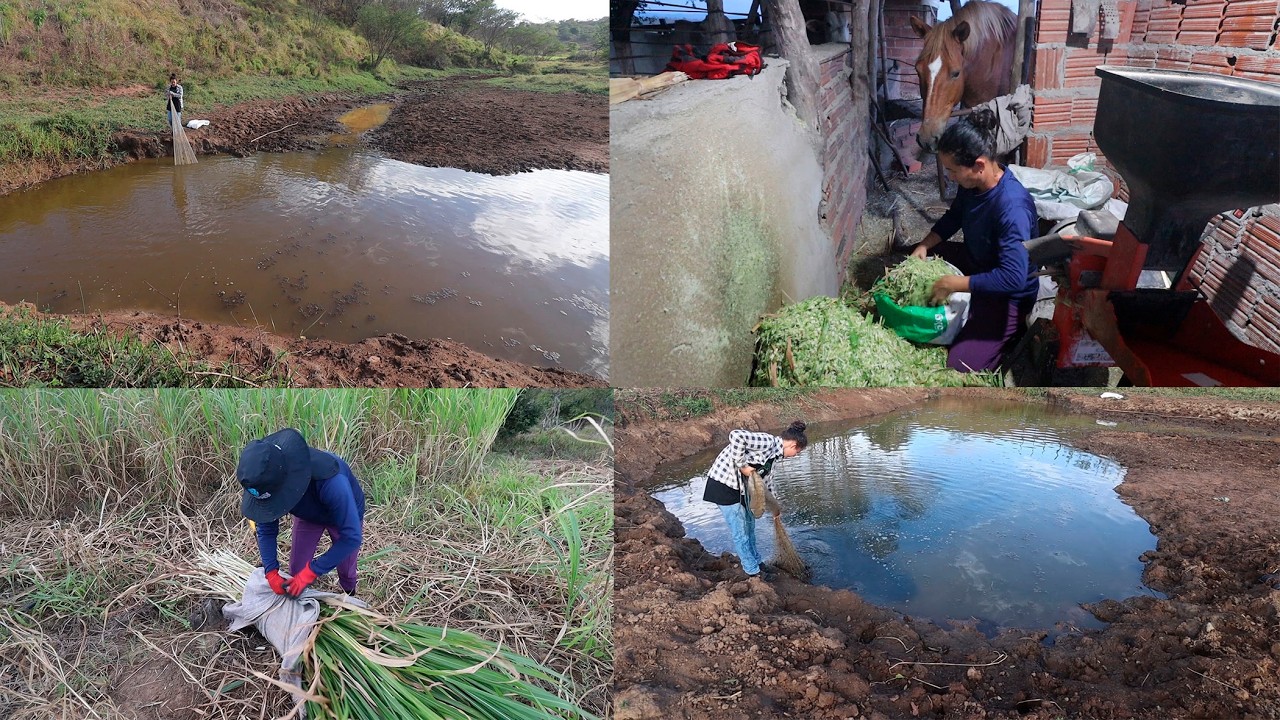ROUBARAM OS PEIXES DO SALGADINHO + FAZENDO A RAÇÃO DO GADO