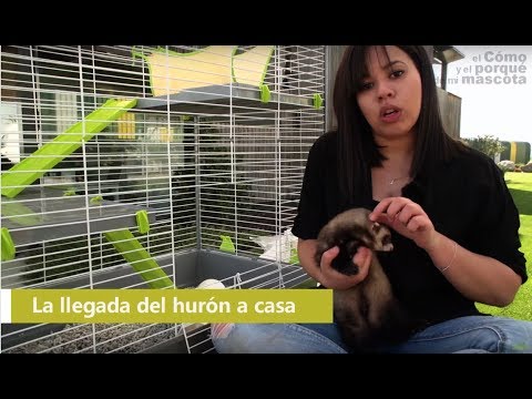 Video: Ganadería esencial para su hurón mascota