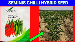 Seminis Chilli Seed |Siam hot||best quality hybrid seed|| Seminis|| screenshot 4