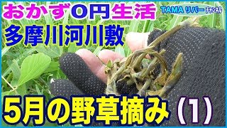 【おかず0円生活】5月の野草摘み（前編）ノビル坊主•クズの新芽•ナヨフジクサの新芽と絹サヤなど