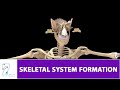 Skeletal system formation