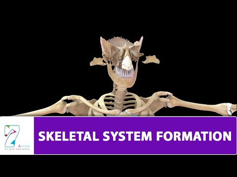 SKELETAL SYSTEM FORMATION