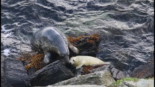 X, Y, Z for...seal pups beginning with the letters X, Y and Z on the Calf of Man! by aWildGuide 316 views 6 months ago 6 minutes, 58 seconds