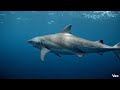 “Top 20 Animals That Sleep the Least 🌿   Nature’s Most Alert Creatures”