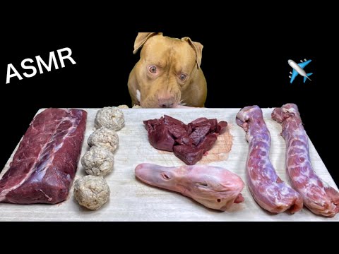 【ASMR】初めて馬の心臓を食べる犬の顔が怖すぎる‼︎