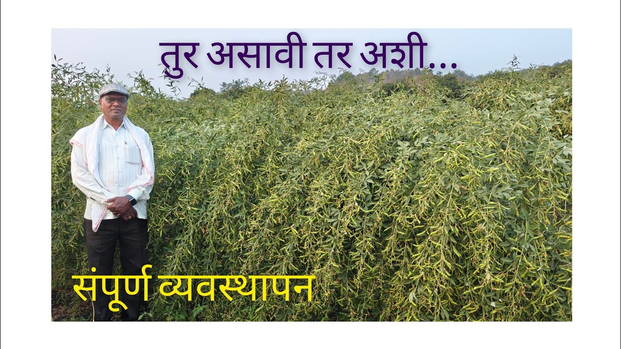 तुर असावी तर अशी संपूर्ण व्यवस्थापनाची माहिती #agriculture #तुर