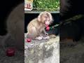 衰弱した小猿...物も思うように食べられない姿から現在は？✨...From a weak baby monkey to THIS... #monkey #baby #shorts #life