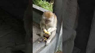 BAGI LAH PISANG NYA.. #monkey #binatangimut #pecintasatwa