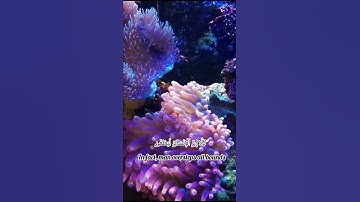 سورة العلق من الآية (١)إلي الآية (١٢) بصوت القارئ إسلام صبحي