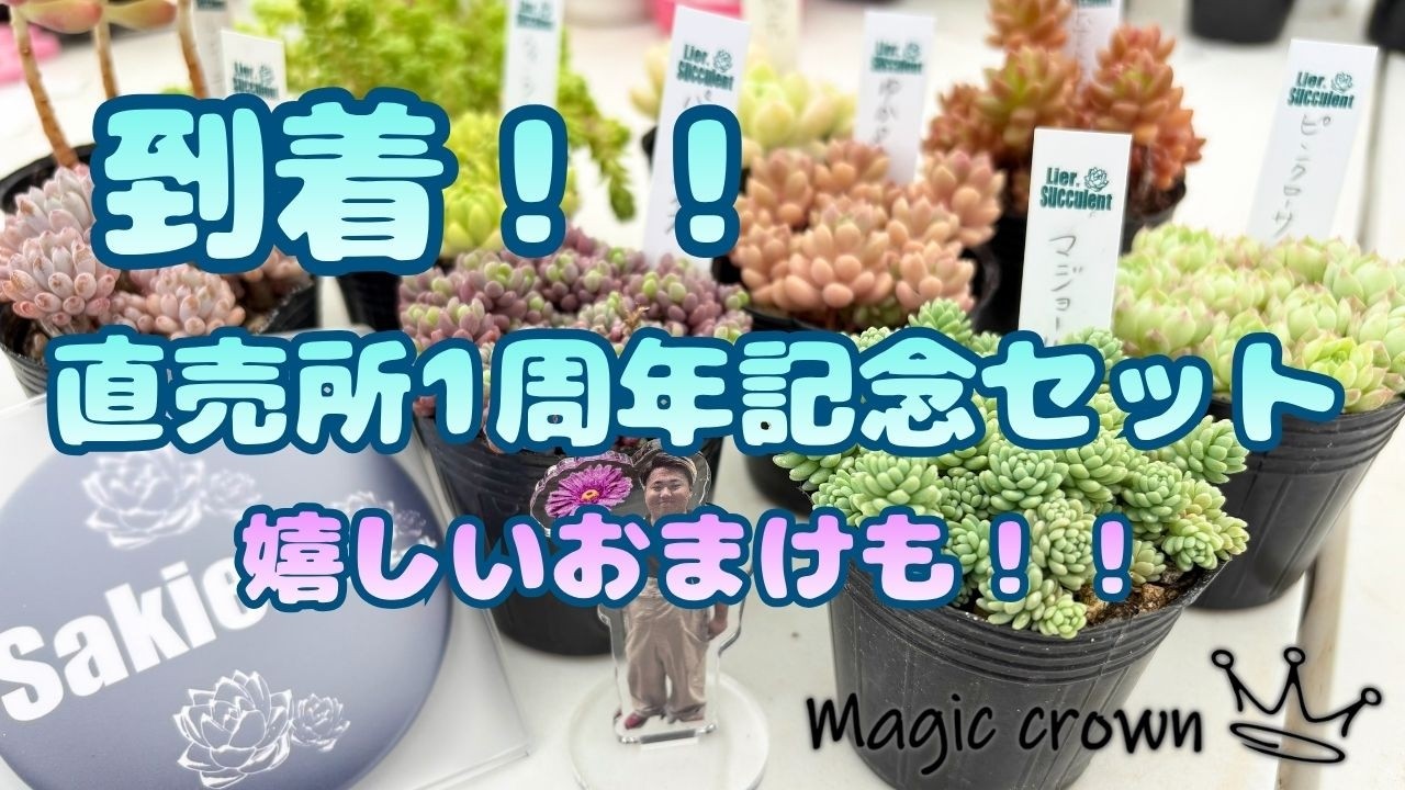 Top【選抜株】多肉植物　361936サンセット クラウン　6個　鉢無し/脱土 多肉植物】到着！直売所1周年記念セット！！ 栃木の多肉生産者