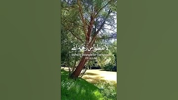 #قرآن #ارح قلبك وسمعك بتلاوة رائعة #اكسبلور #viral #دويتو #اكسبلورفولو #تلاوة #راحة_نفسية