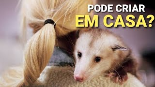 Gambásaruê De Estimação