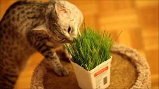 Our Egyptian Mau Likes To Eat Upside Down by MyEgyptianMau 657 views 9 years ago 47 seconds