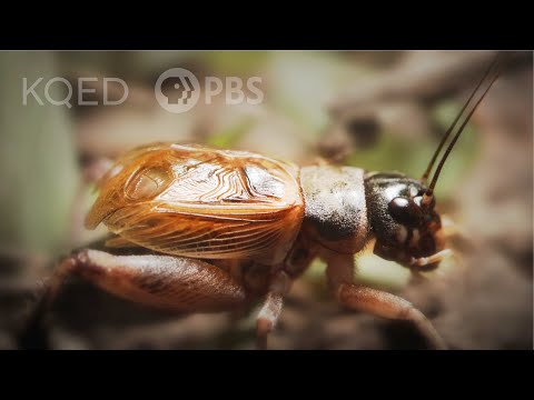 Why Crickets Just Won&rsquo;t Shut Up | Deep Look