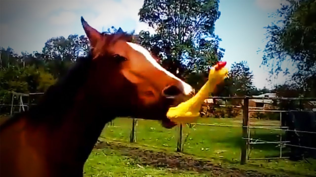 Funny Animal 😹 Cute Animals Doing Funny Things (Full) [Funny Pets