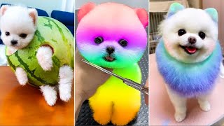 Cute Pomeranian Puppies Doing Funny Things #23 🐶 Cute and Funny Dogs 2024 by VN Pets 5,514 views 2 days ago 9 minutes, 58 seconds