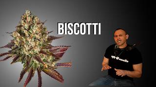 BISCOTTI: The Evolution of the Cookie Universe