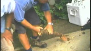 giant centipede HUUUUUUUUGE !!!!!