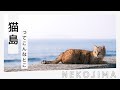猫が沢山いる島「相島」で写真を撮るぞ！ | いいとこめぐり #13