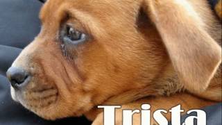 Adoption Day at Tractor Supply Co Jan 22 2017