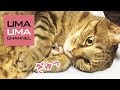 猫に捕らえられたハムスター【うまる#27】A hamster caught by a cat (Happy April Fools Day!)
