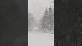 Зима продолжается ❄️  #зима #ростовнадону #снег #winter #shortvideo #shorts #snow
