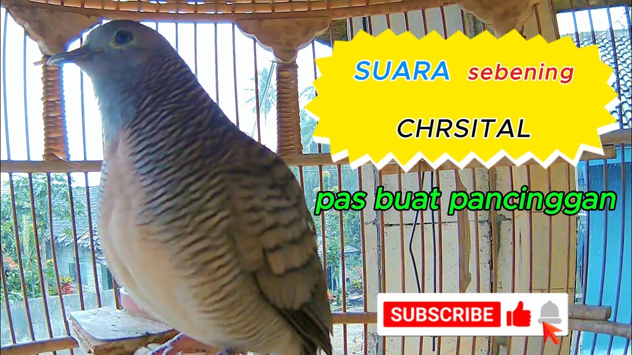 perkutut lokal #perkutut #viral #shorts