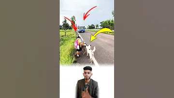 لن تجد رفقاء أوفياء كالكلاب ففي صحبتهم تجدالسند وفي عيونهم الأمان دون مقابل Explore Like Shorts 