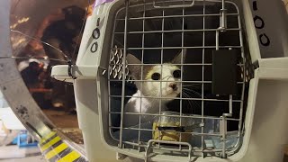 155 Felines Take Flight by Peggy Adams Animal Rescue 779 views 1 year ago 2 minutes, 30 seconds