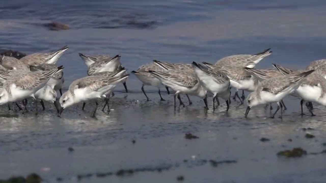 ミユビシギの漁港スロープでの採餌場面漁　千葉県某所　2026年2月22日