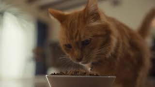 Your Cat's Best Life | Petco