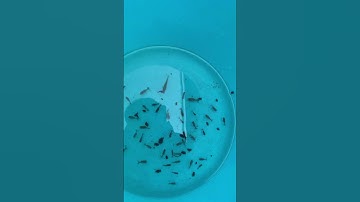 2 bố con chờ hớt cá dưới cống nước