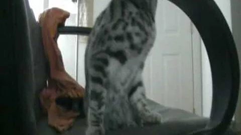 Video 659721: kitten bengal pets, silver spotted bengal kitten