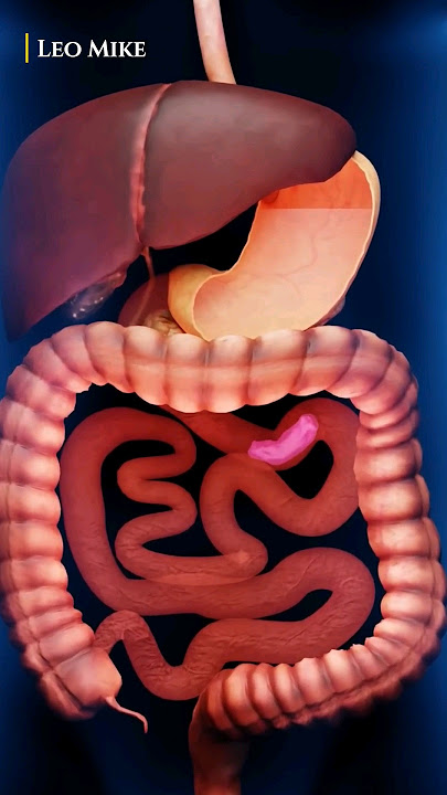 Download lagu Is Swallowing Chewing Gum Deadly?