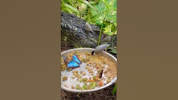 Java Sparrow with chicks | Padda bird at @DenBlaaPlanet  the Danish National Aquarium #birds