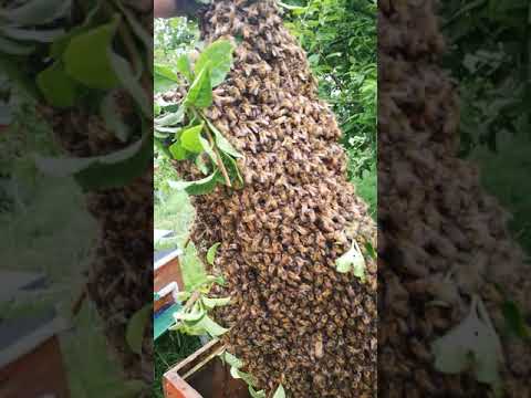 Video: Bal Arısı Sürüsü Yuvalama: Bahçede Bir Balarısı Sürüsüyle Başa Çıkma