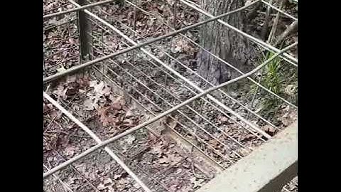 Hog trap trip wire set up