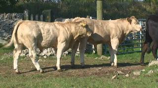 Charolais Suckler Calves from an Upland Farm