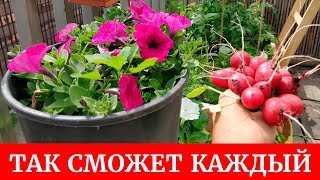 Так сможет каждый. Выращиваем овощи и цветы на балконе. Собираем урожай редиса Так сможет каждый. Выращиваем овощи и цветы на балконе. Собираем урожай редиса