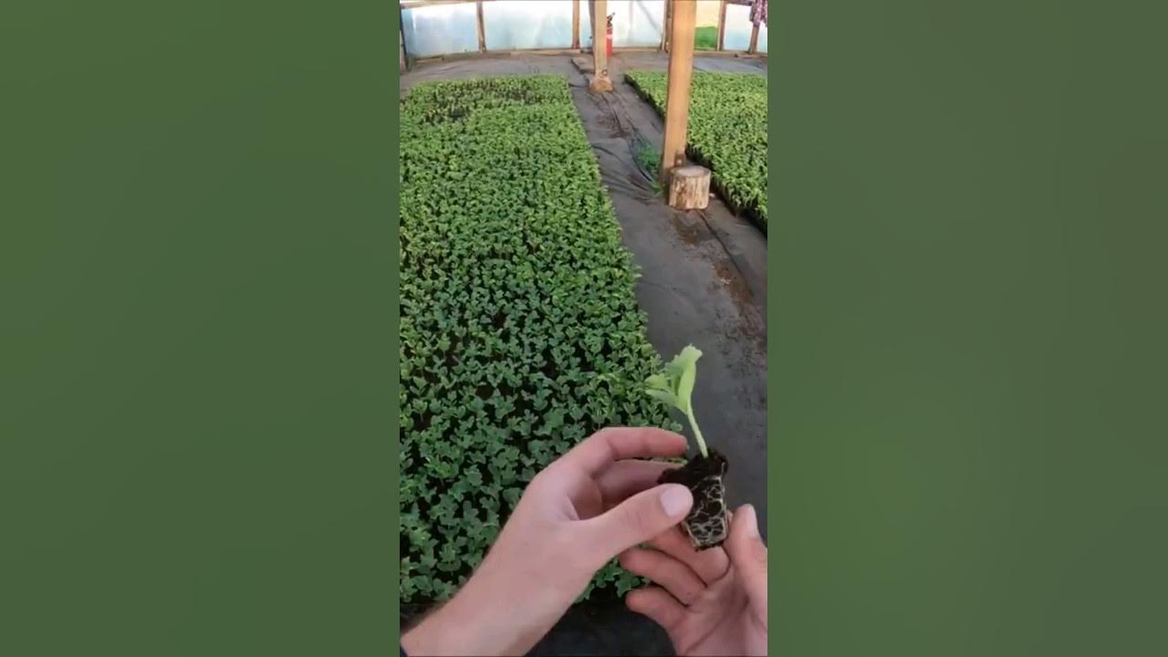 Рассада 🌱🍉 - YouTube