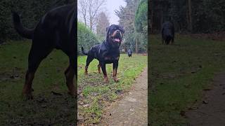 Big powerful roman rottweilers that are quick and nimble, too! 💪 #dogs #rottweilerlife #shorts