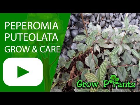 Peperomia puteolata - grow & care (Paralell Peperomia)
