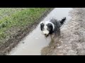 Bearded Collie : Sofa's dog or Rustic Dog ? の動画、YouTube動画。