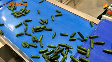 🇵🇱 Real Feedback from Poland: JCSORT Cucumber Sorting & Packing Line in Action!