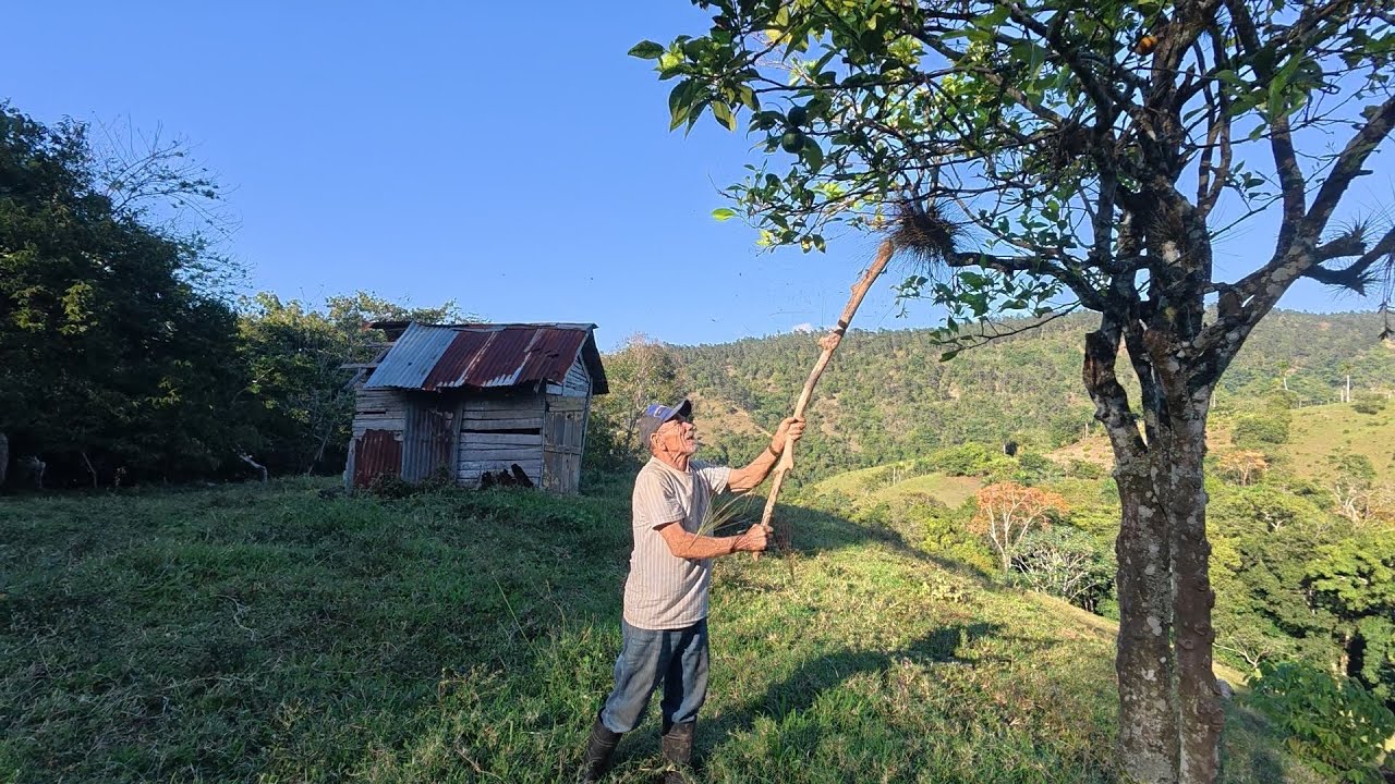 Elías saca un Ñame y cocina un arroz con leche en fogón