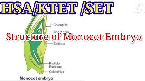 HSA/SET/KTET -NATURAL SCIENCE -MONOCOT EMBRYO