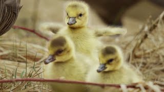 OMG - a cute gaggle of goslings! | #HelloSpringCBC