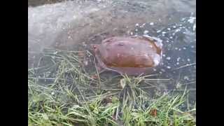 The jumping turtle